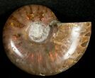 Flashy Red Iridescent Ammonite - Wide #10355-1